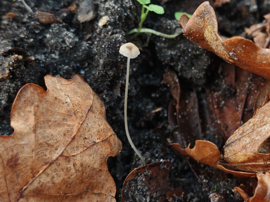 Phloeomana speirea · December 2025 · photo: © maiglocke (iNaturalist, cc-by-nc)