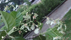 Mussaendopsis beccariana