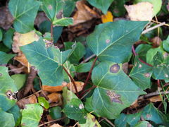 Colletotrichum trichellum