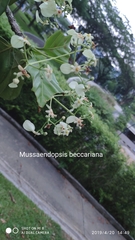 Mussaendopsis beccariana