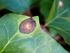 Colletotrichum trichellum