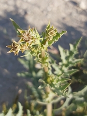 Launaea mucronata