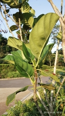 Mussaendopsis beccariana