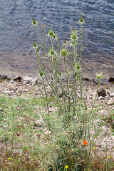 Dipsacus ferox