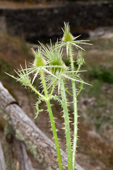 Dipsacus ferox