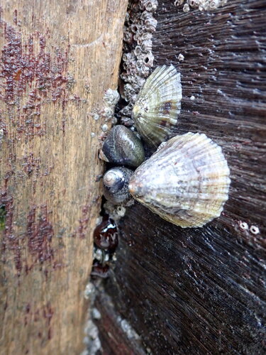 Patella vulgata