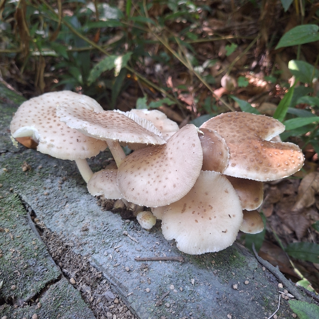 Oudemansiella cubensis · December 2025 · photo: © deniszabin (iNaturalist, cc-by)