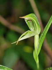 Pterostylis porrecta