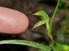 Pterostylis porrecta