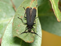 Pseudolycus haemorrhoidalis