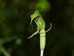 Pterostylis porrecta