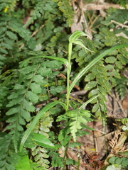 Pterostylis porrecta