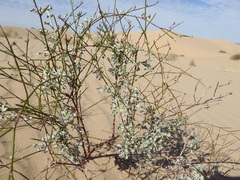 Eriogonum deserticola