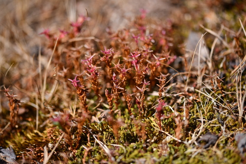 Sedum cespitosum, photograph 3