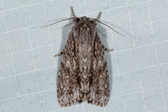 Acronicta rubiginosa