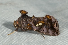 Scriptoplusia nigriluna