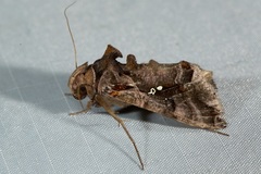 Plusiopalpa adrasta