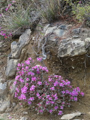 Rhododendron rubropilosum