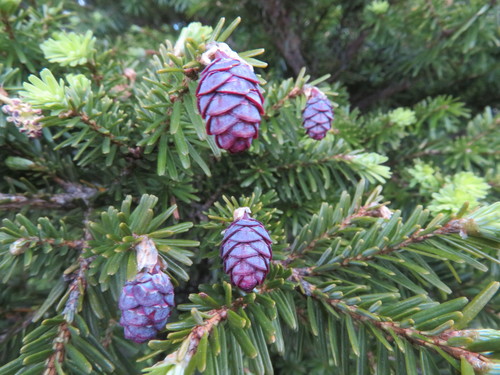 Tsuga chinensis (Franch.) E.Pritz.