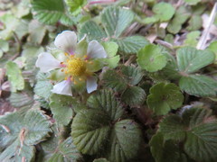 Fragaria hayatae
