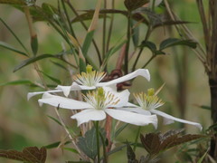 Clematis montana