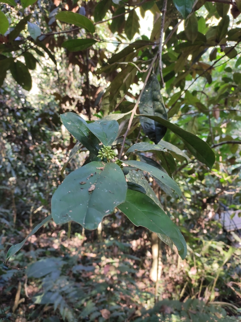 Pittosporopsis