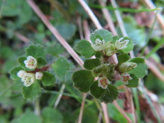 Chrysosplenium hebetatum
