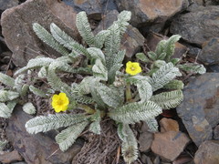 Argentina tugitakensis
