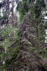 Picea abies