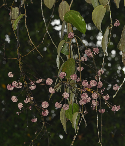 Hoya latifolia Don 4