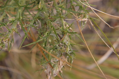 Agonopterix umbellana