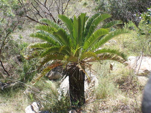 Suurberg cycad (Encephalartos longifolius)