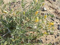 Bartonia
