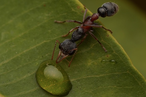 短小牛蚁Myrmecia exigua