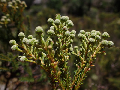 Eastern Kolkol (Berzelia commutata)