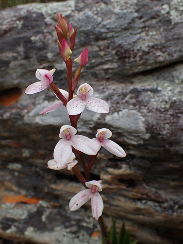 Disa tripetaloides, photograph 2