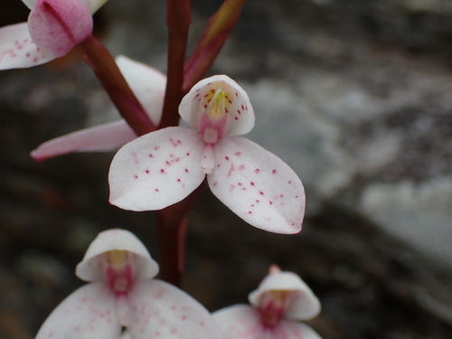 Disa tripetaloides, photograph 3