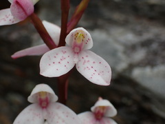 Disa tripetaloides, photograph (c) Ren Hoekstra, some rights reserved (CC BY)