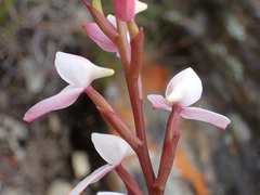 Disa tripetaloides, photograph (c) Ren Hoekstra, some rights reserved (CC BY)