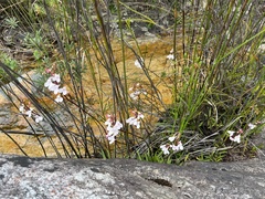 Disa tripetaloides, photograph (c) Ren Hoekstra, some rights reserved (CC BY)