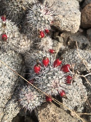 Mammillaria hutchisoniana