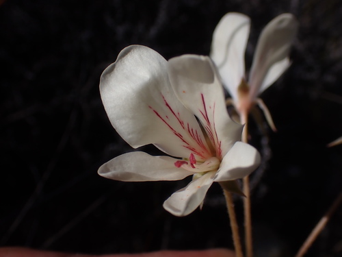 Fleshy Storksbill (Pelargonium carneum)
