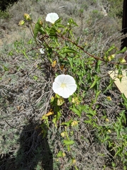 Calystegia macrostegia macrostegia