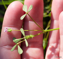 Trifolium variegatum geminiflorum