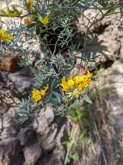 Acmispon dendroideus