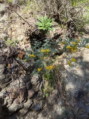 Acmispon dendroideus