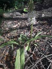 Eucomis comosa