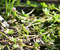 Trifolium variegatum geminiflorum