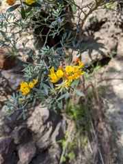 Acmispon dendroideus