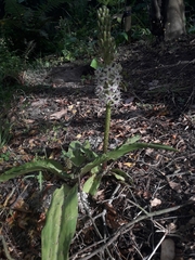 Eucomis comosa
